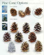 driedpinecone1.jpg (117688 bytes)